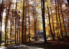 lichter Wald, bunt gefärbt, Campusgelände im Herbst