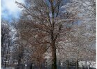 verschneite Buche auf dem Campus