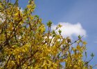 Gelb blühende Pflanzen und blauer Himmel