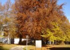 bunte Bäume im Herbst